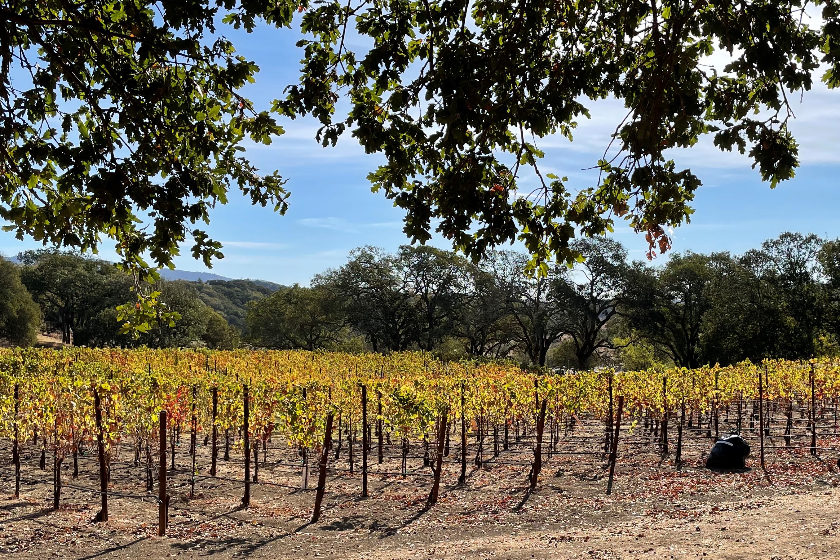 Sonoma’s Lush Vineyard Landscapes