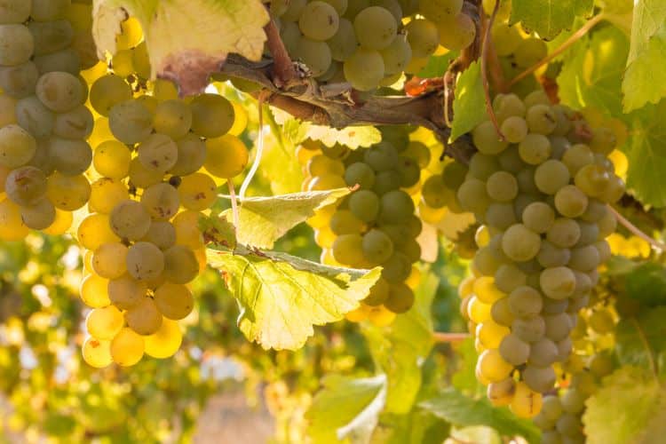 Everything You Should Know About Sauvignon Blanc