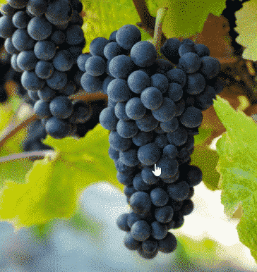 Pinot Noir Grapes