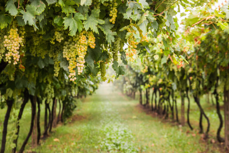 Is Chardonnay Wine Sweet Or Dry? Halleck Vineyard
