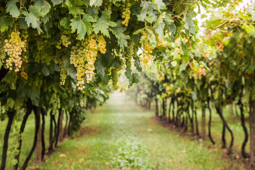 Chardonnay grapes in Sonoma County just prior to being harvested.