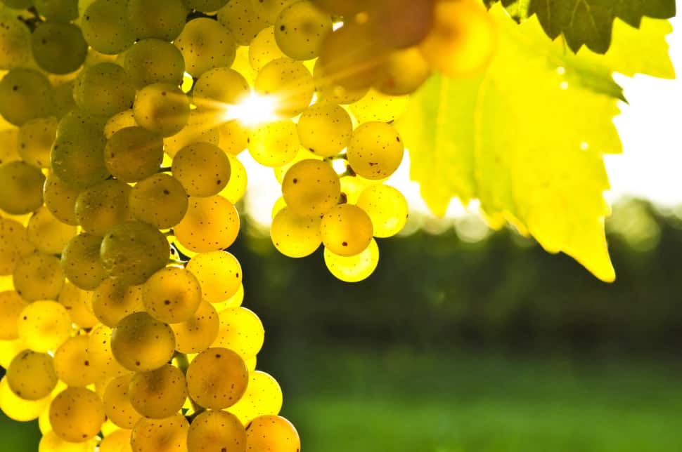 Chardonnay grapes are known as neutral grapes, which means they\'re not aromatic.