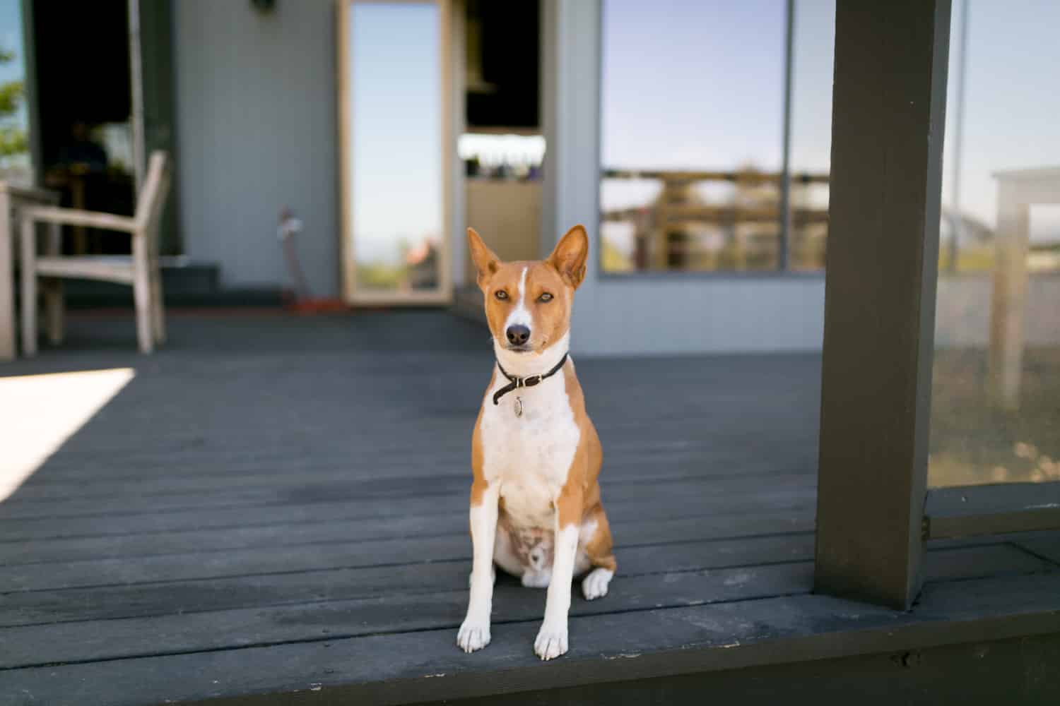 At the Sebastopol winery vineyard estate, an African Basenji runs around the sprawling grounds, enjoying the California sunshine. The estate is located in the heart of Sonoma County's Wine Country, a region known for its picturesque vineyards and award-winning wines. The Basenji's owners, who are wine enthusiasts, have brought their furry companion along for the wine tasting experience. The estate boasts stunning views of the nearby valley and vineyards, and visitors can sample a variety of wines from the region. It's a perfect day for wine tasting and enjoying the beautiful surroundings.