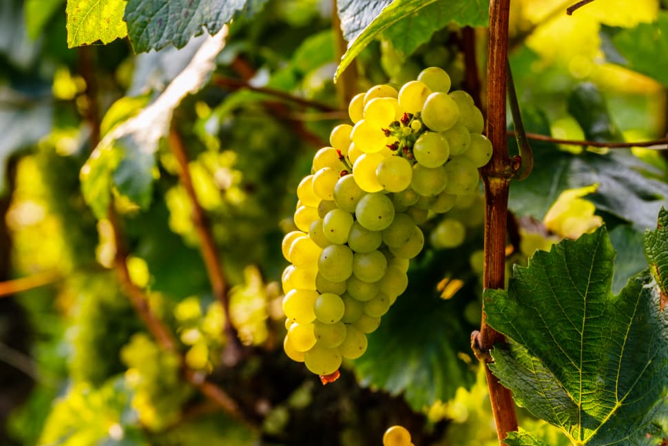 Chardonnay is the most popular white wine grape variety in the world.