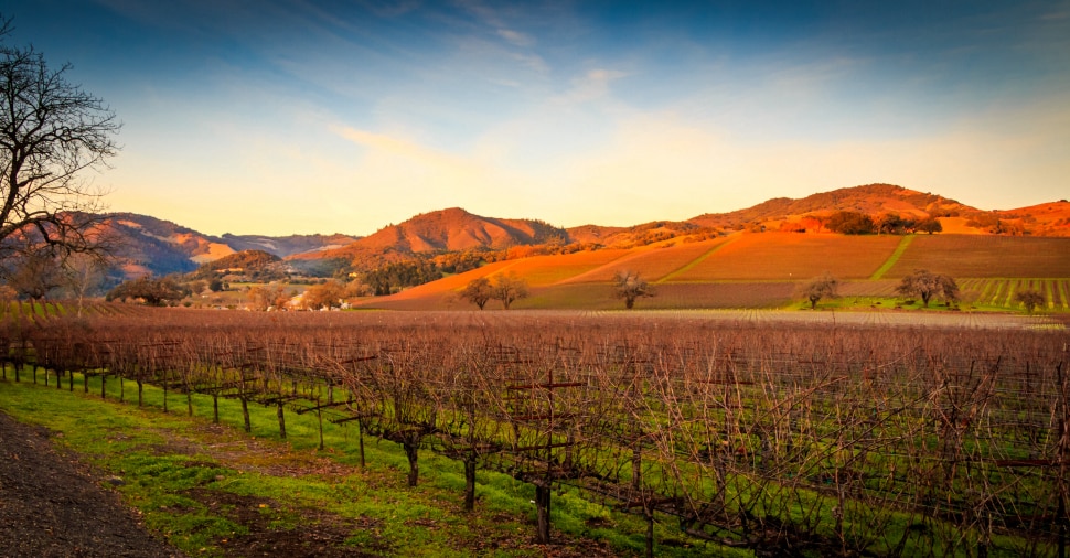 More than 16,000 acres of Chardonnay grapes are planted annually in Sonoma County. 