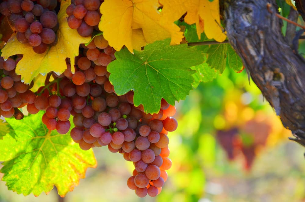 Gewürztraminer grapes just before harvest