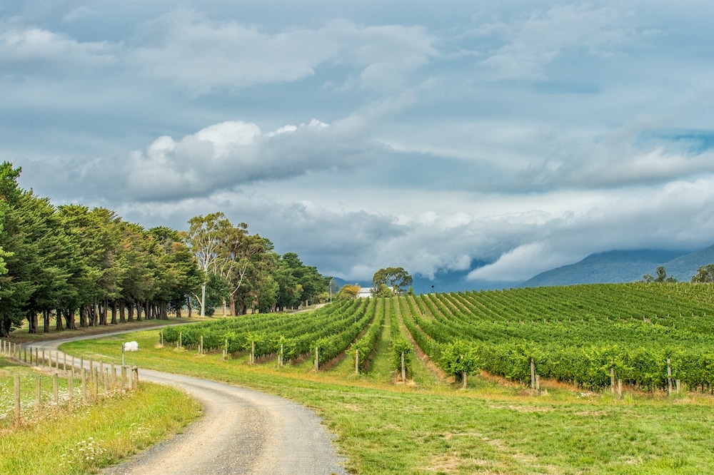 The Best Sonoma Coast Pinot Noir