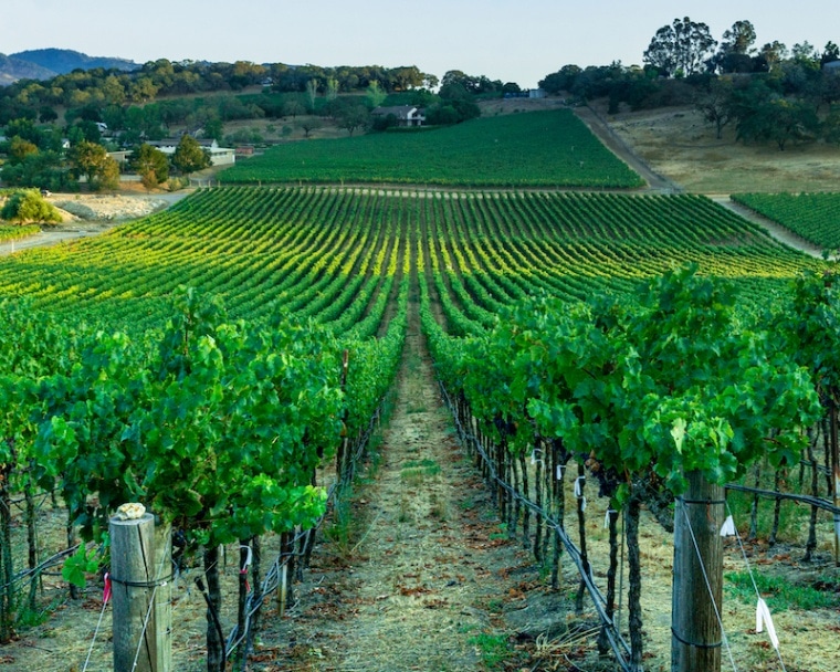 Sebastopol Vineyard where White Zinfandel grapes are grown in the state of California.