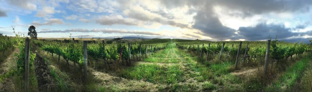 Cline Family Cellars Vineyard