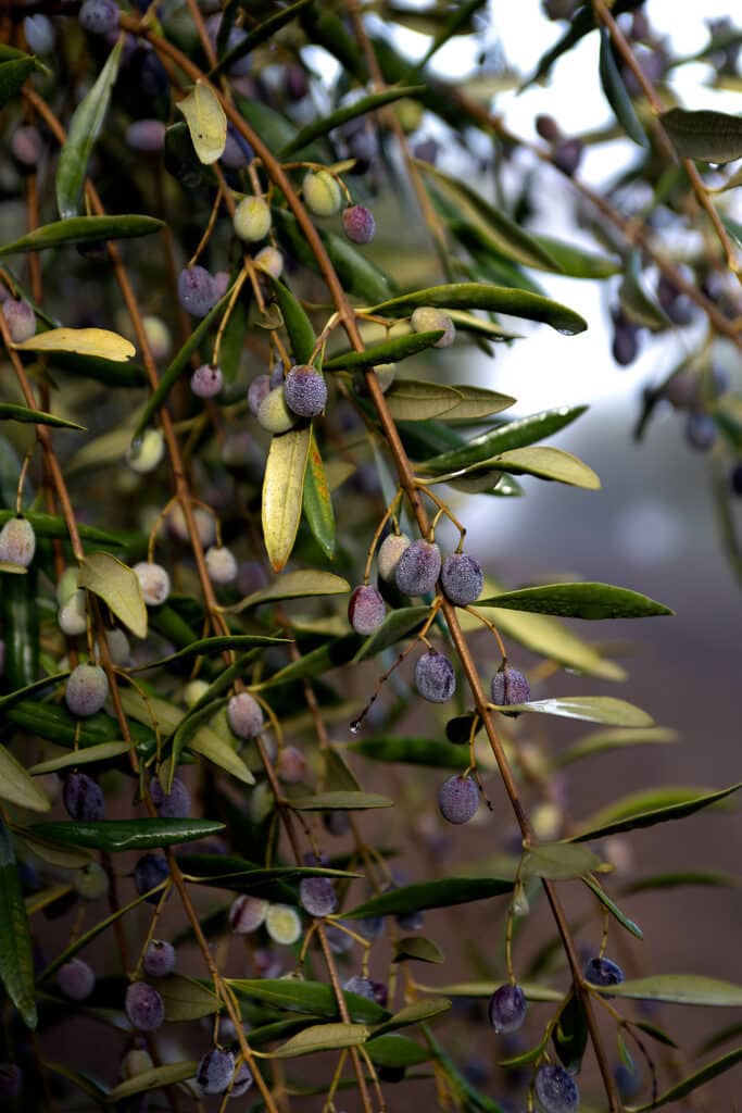 Olive Orchards at McEvoy Ranch