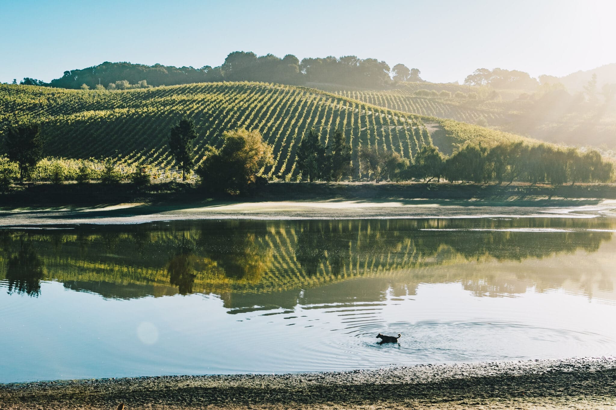 Sonoma’s Lush Vineyard Landscapes