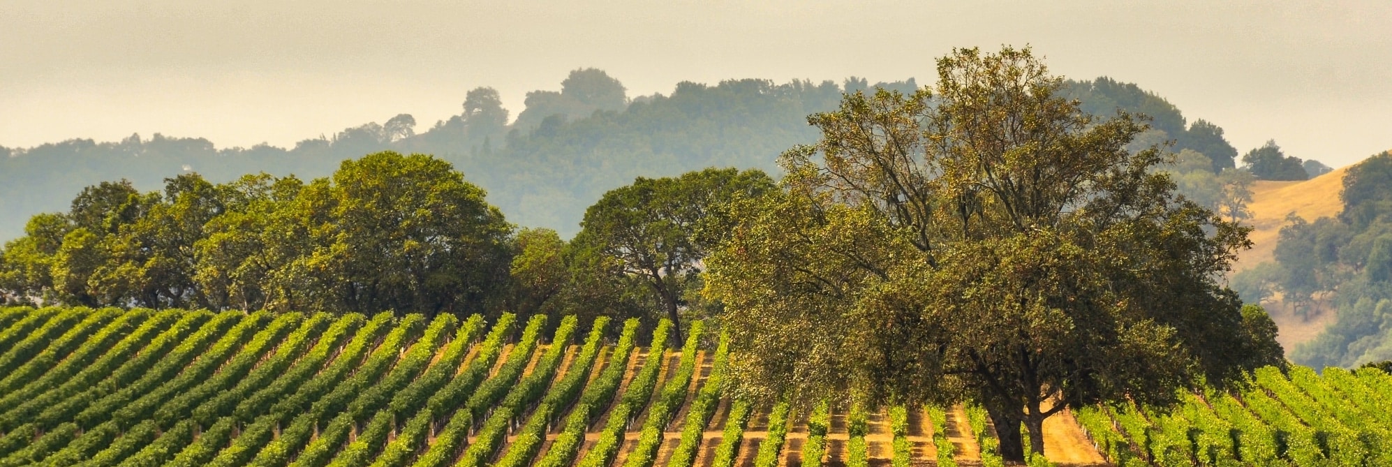 About the Sonoma Wine Tasting Blog