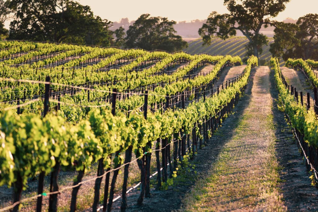 The Russian River Valley, Sebastopol and Healdsburg have vineyards where organic grapes are grown, cellars where organic wine is aged.and wine shops where natural wine is sold.