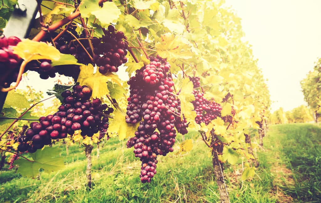 In this sustainable vineyard, natural ground cover between rows of winegrapes is used as a way of maintaining a healthy and eco-friendly environment. The certified vineyards are home to a range of grapes that are carefully tended by a collaborative team of winegrowers. By using this biodynamic certification, they obtain a deeper understanding of the ecosystem and earn a greater respect for the philosophy of sustainable farming. Visitors can learn more about this approach by speaking to the winegrower or taking a walk through the picturesque vineyards.