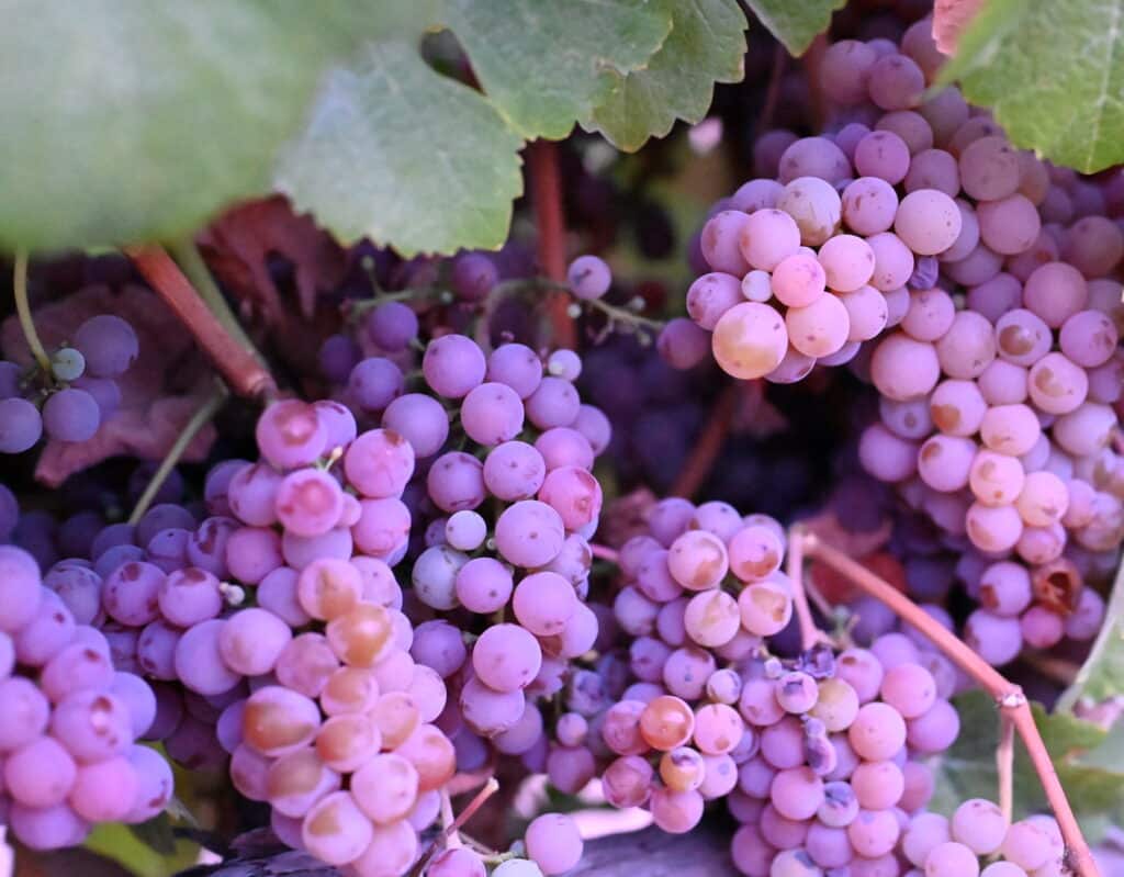 Gewurztraminer Grapes